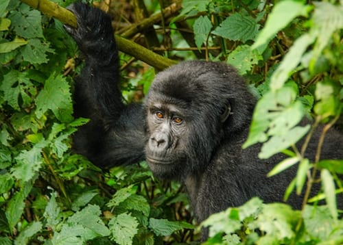 1 day Uganda gorilla trekking Safari | AA Safaris and Tours Ltd.